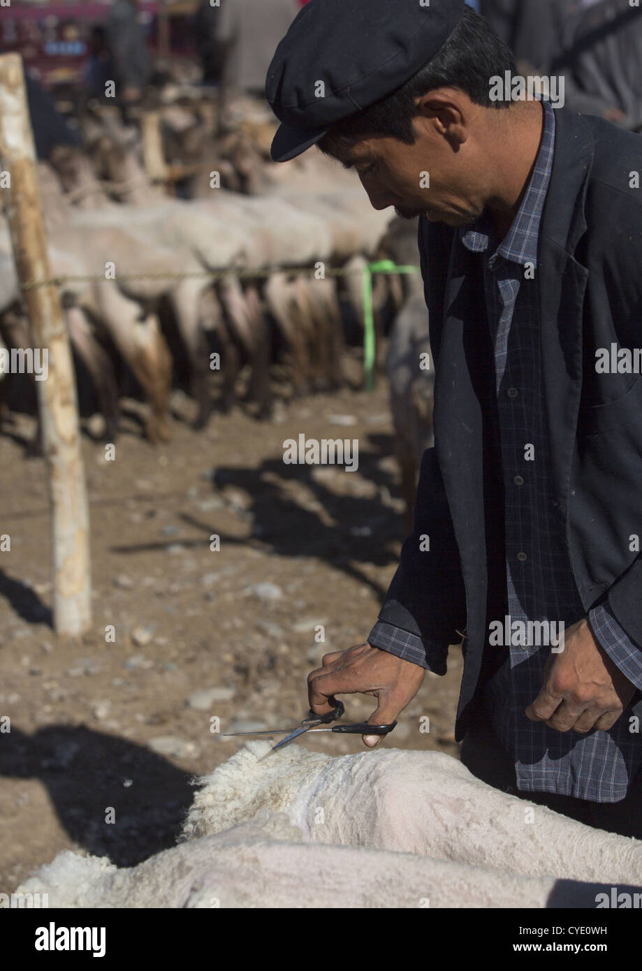Uyghur Mann Scheren der Schafe In Kashgar Tier Markt, Xinjiang Uyghur autonome Region, China Stockfoto