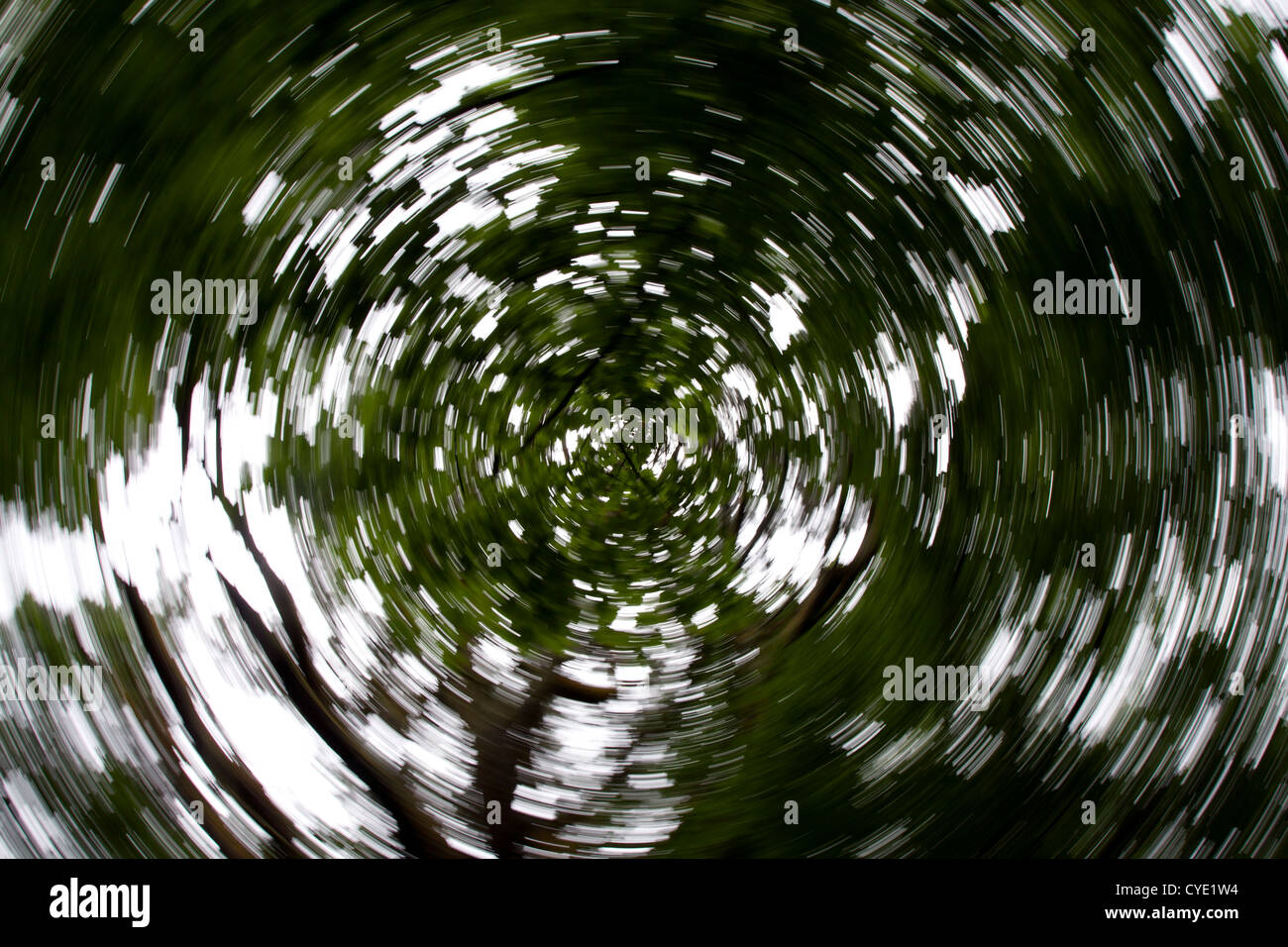 Bäume nehmen spiralförmig, wie die Kamera eingeschaltet ist, beim Blick nach oben Stockfoto