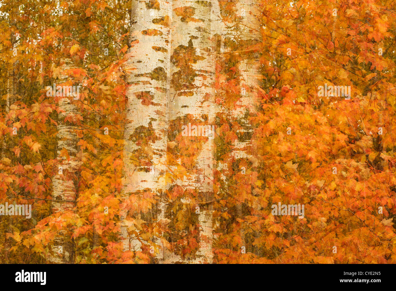 Mehrfach in die Kamera die Belichtung der Herbst Laub und Baum-Stämme. Stockfoto