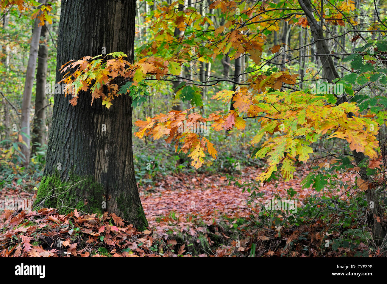 Blätter in Herbstfärbung der Roteiche / Meister Eiche (Quercus Rubra / Quercus Borealis) Stockfoto