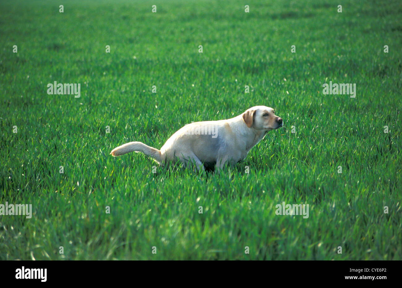 Labrador Hund Defacating im Feld Stockfoto