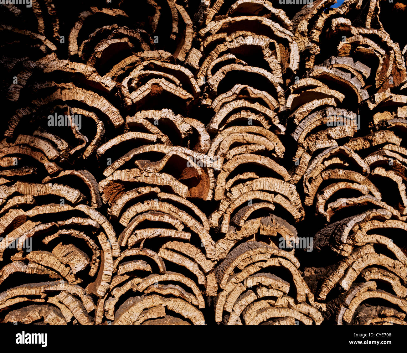 8319. Kork aus Kork-Eiche Bäume, Portugal, Europa Stockfoto