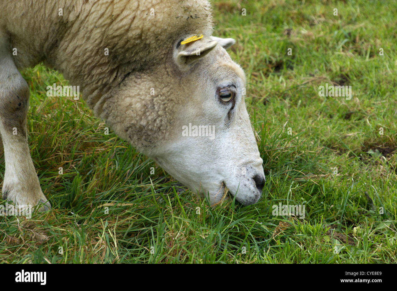 Schafbeweidung auf Neerijnen in den Niederlanden Stockfoto