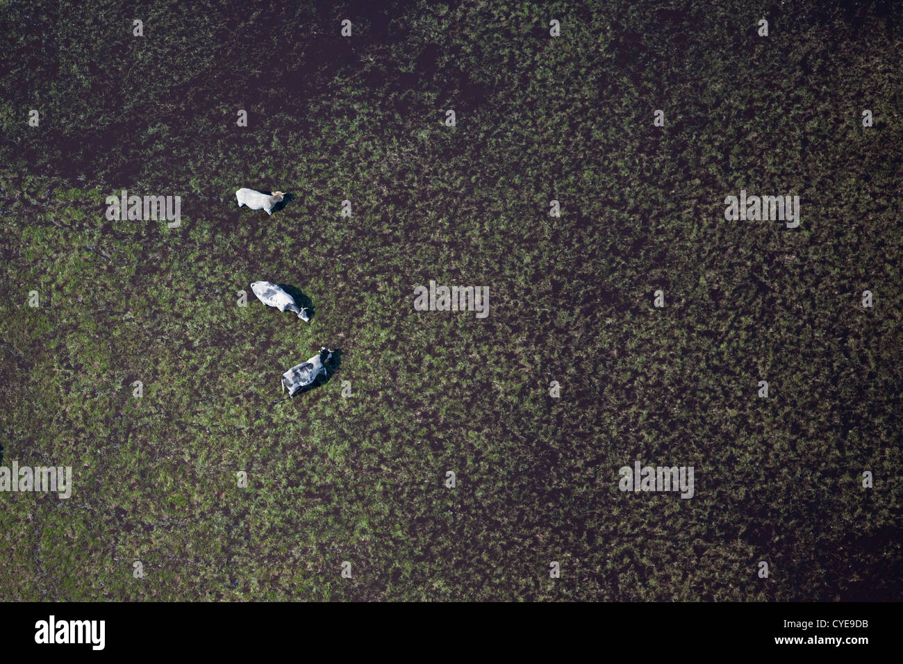 Den Niederlanden, Dwingeloo, Heide genannt: Dwingelderveld oder Dwingelose Heide. Kühe essen Grass im Planschbecken. Luft. Stockfoto