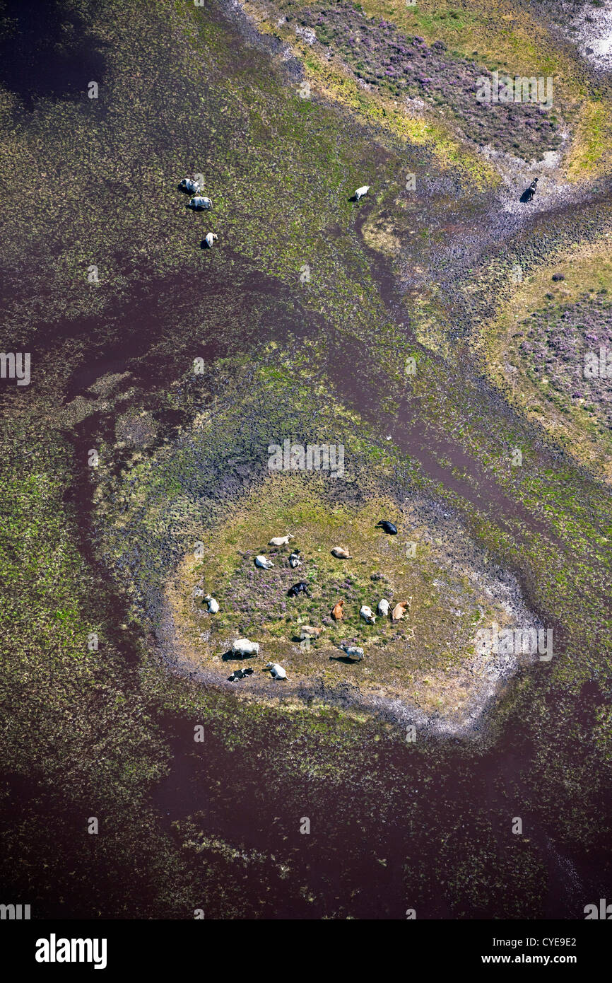 Den Niederlanden, Dwingeloo, Heide genannt: Dwingelderveld. Kühe auf der Insel im Planschbecken Grübeln. Luft. Stockfoto