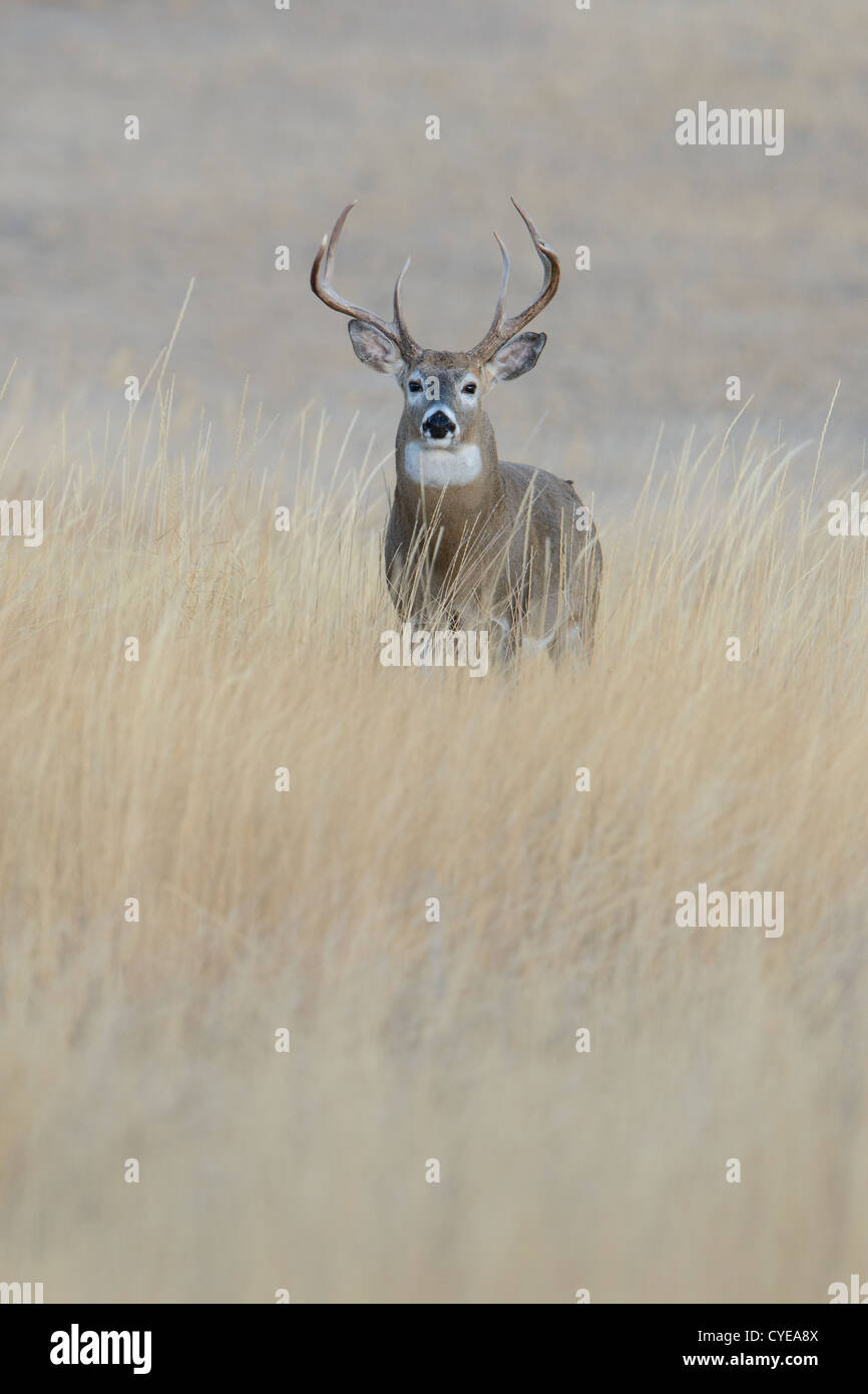 White-tailed Buck am Hang, Missoula, Montana Stockfoto