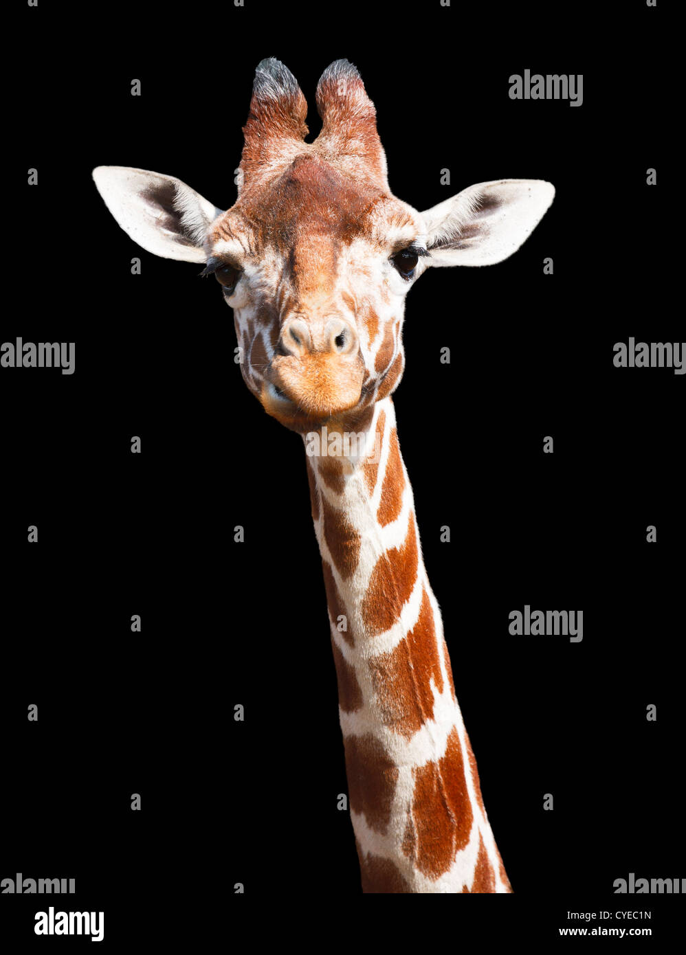Giraffe Kopf und Hals vor einem schwarzen Hintergrund mit Beschneidungspfad isoliert Stockfoto