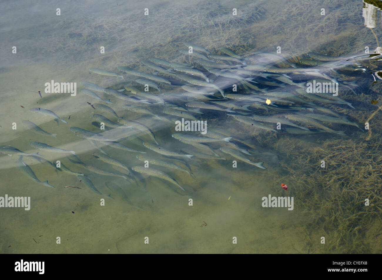 Fischschwarm Silber Meeräsche schwimmen in den Untiefen Islamorada Florida Keys usa Stockfoto
