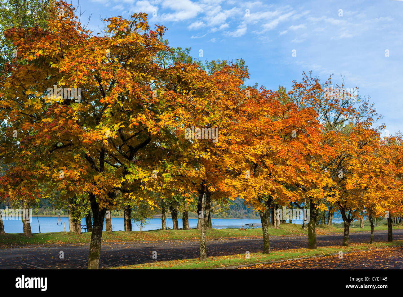 Farben des Herbstes im Rooster Rock State Park, Columbia River Gorge, in der Nähe von Troutdale, Multnomah County, Oregon, USA Stockfoto