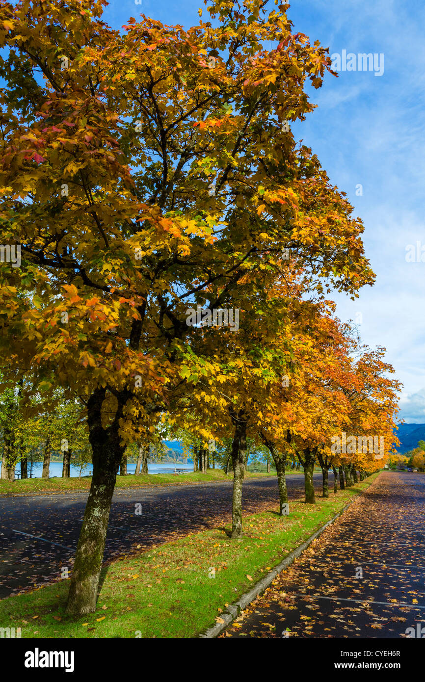 Farben des Herbstes im Rooster Rock State Park, Columbia River Gorge, in der Nähe von Troutdale, Multnomah County, Oregon, USA Stockfoto