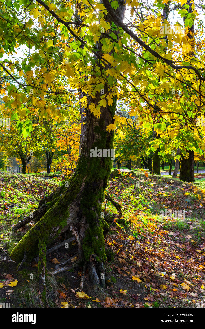 Herbst Farben im Rooster Rock State Park, Columbia River Gorge, in der Nähe von Troutdale, Multnomah County, Oregon, USA Stockfoto