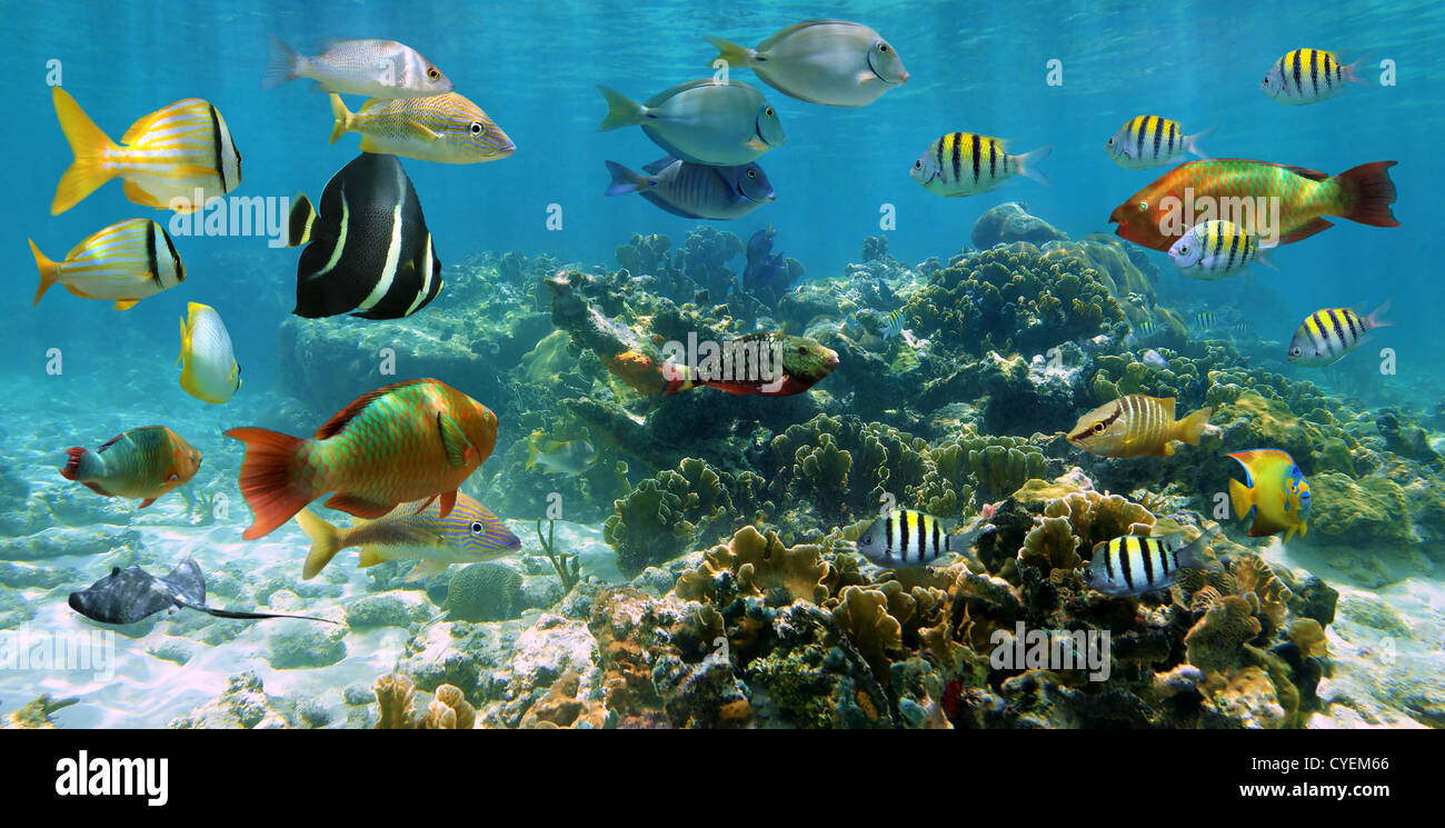 Unterwasser Panorama an einem seichten Korallenriff mit Schwarm von bunten tropischen Fischen, Karibik Stockfoto