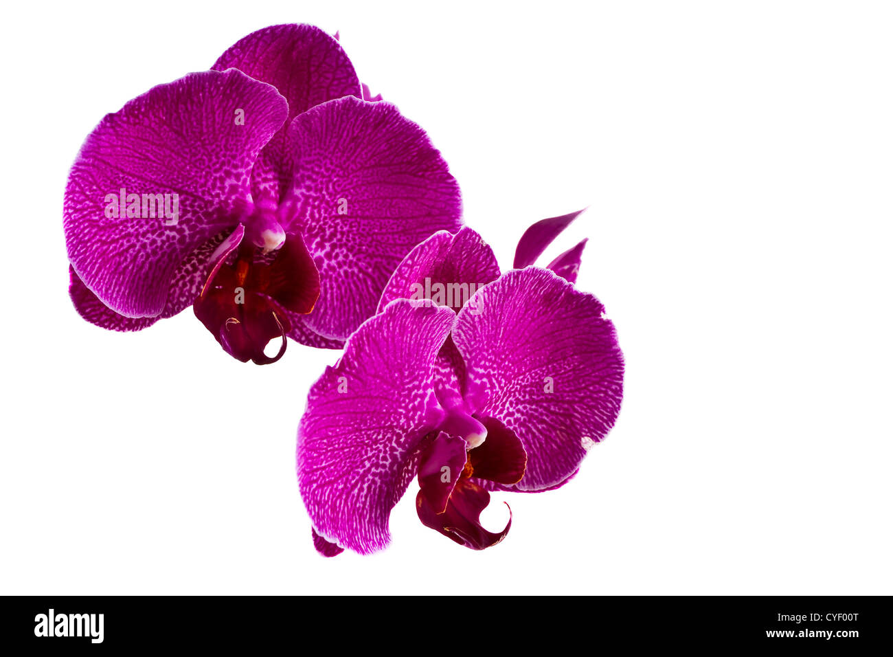 Rosa Orchidee blüht isoliert auf weißem Hintergrund Stockfoto