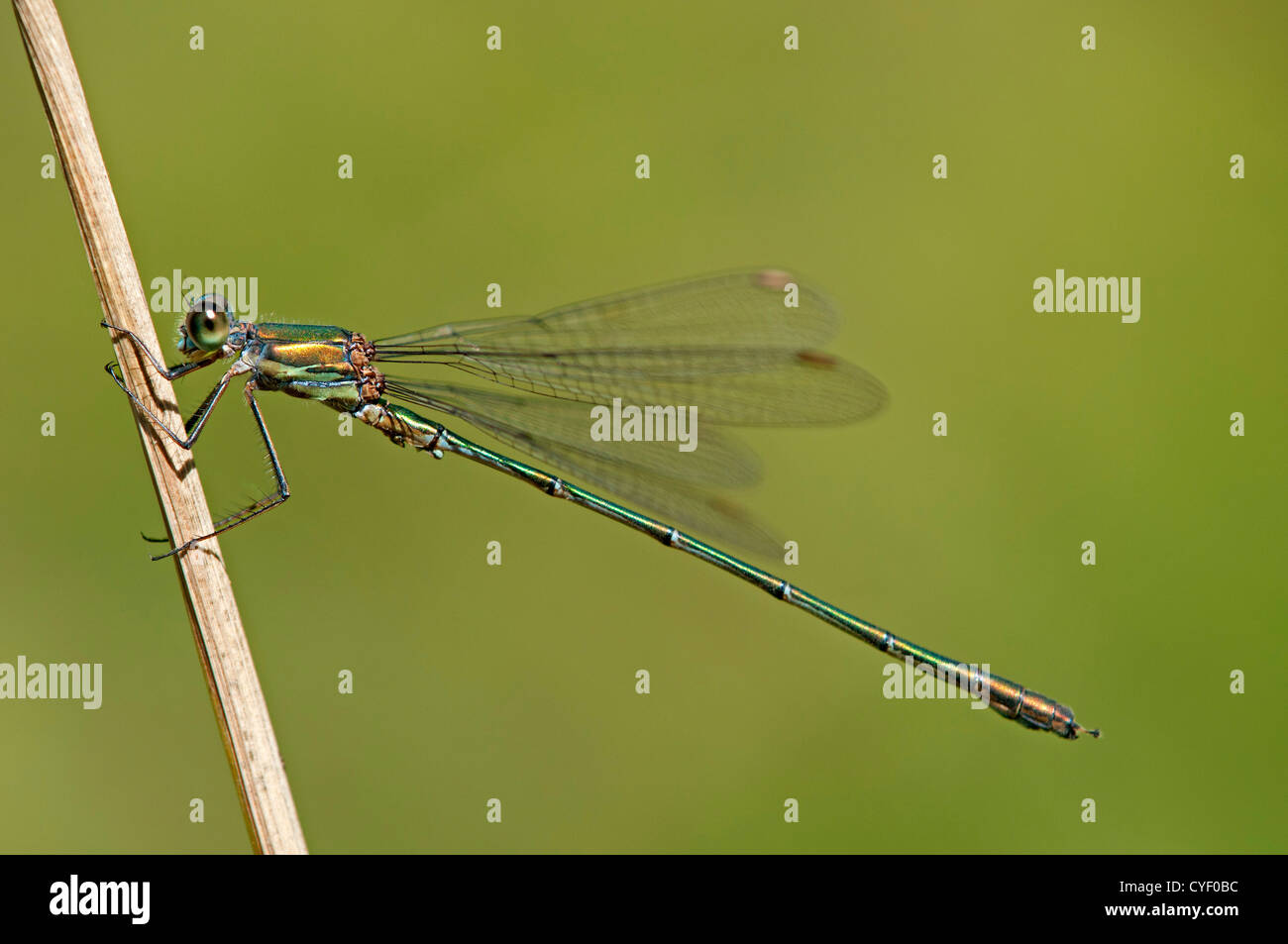 Willow Emerald Damselfly (Lestes Viridis), Lestidae Familie, Schweiz Stockfoto