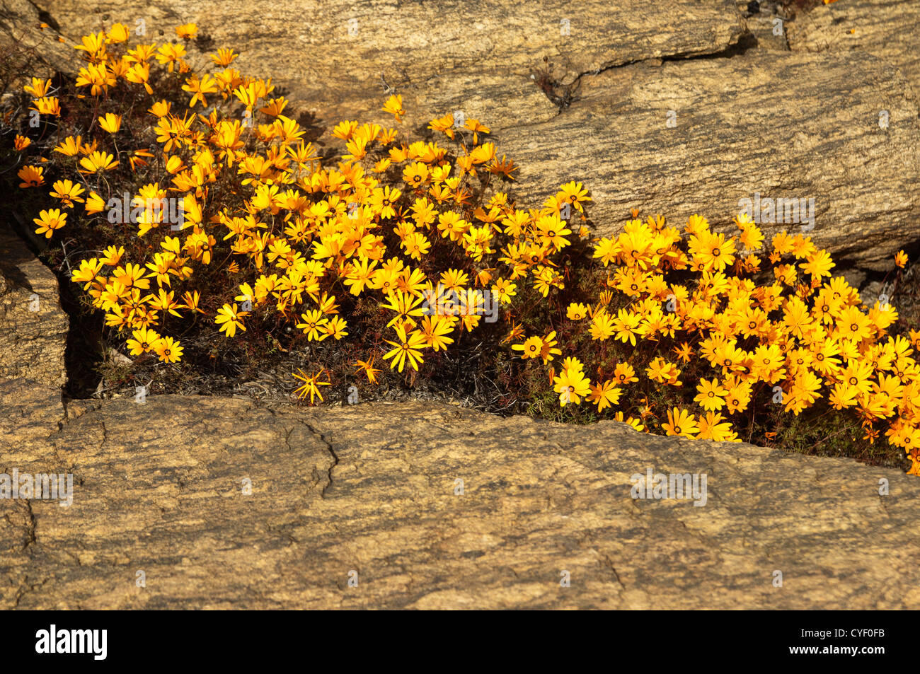 Frühling Blumen Anzeige von Ursinia Cakilefolia in Maultieren, Namaqualand, Südafrika Stockfoto