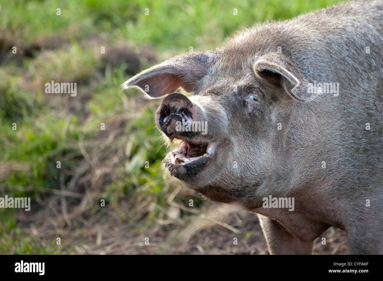 Die Niederlande, Kortenhoef, Schwein. zu säen. Stockfoto