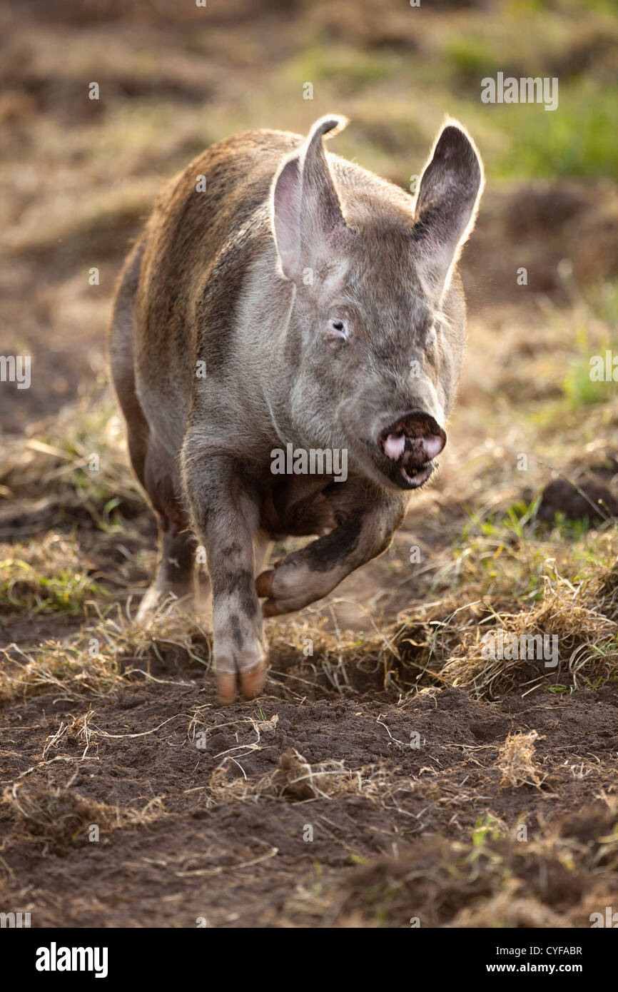 Niederlande, Kortenhoef, Schwein, Sau läuft. Stockfoto