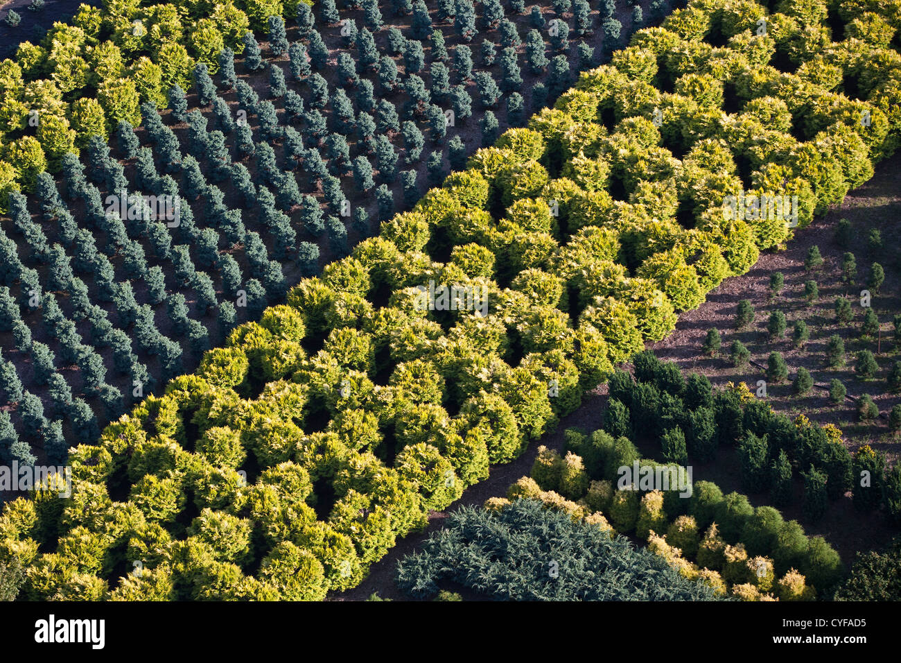 Die Niederlande, Loosdrecht, Gartenbau. Luft. Stockfoto