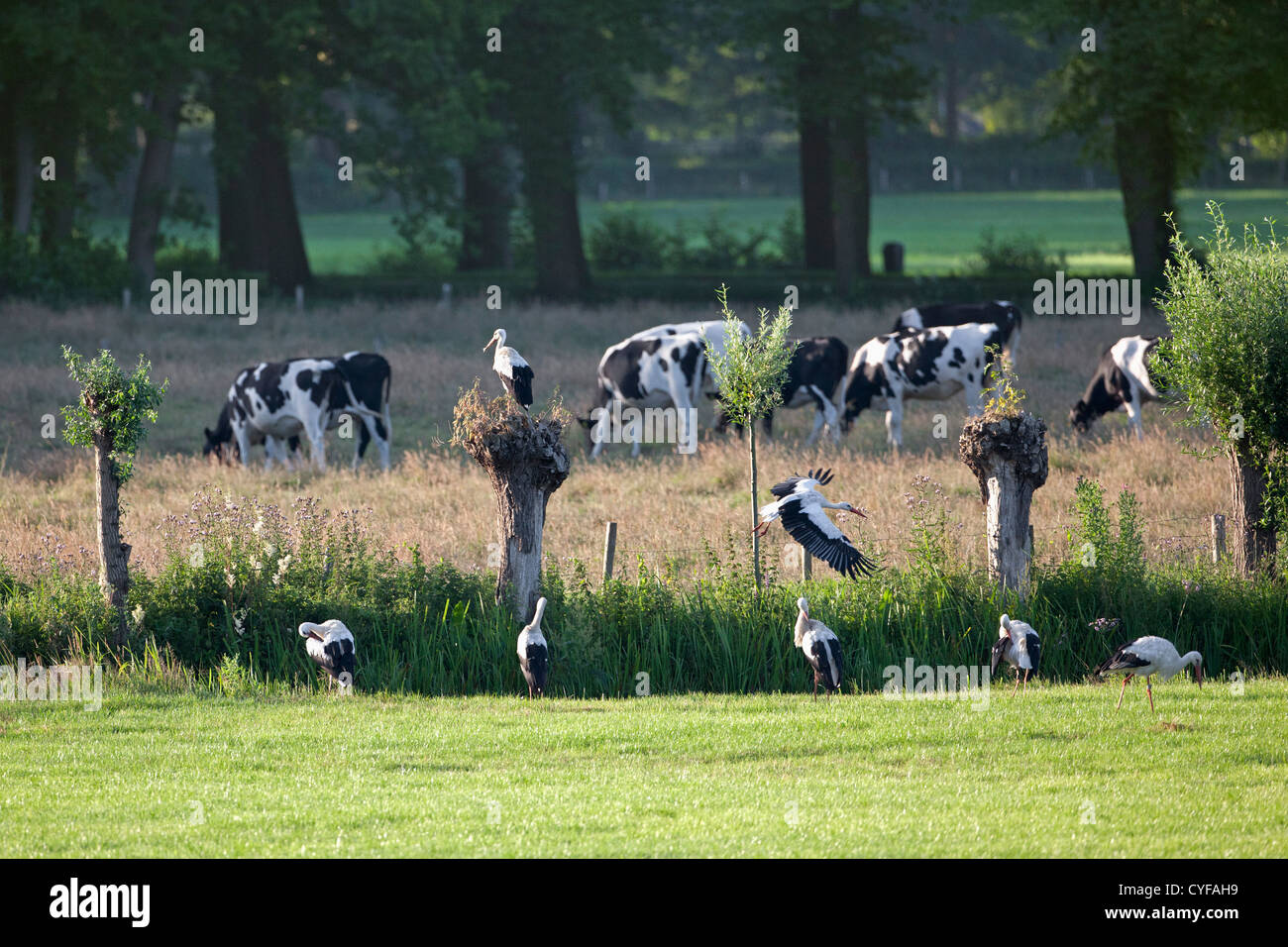 Der Niederlanden,'s-Graveland, Landgut namens Hilverbeek. Gemeinsamen Störche und Kühe... Stockfoto