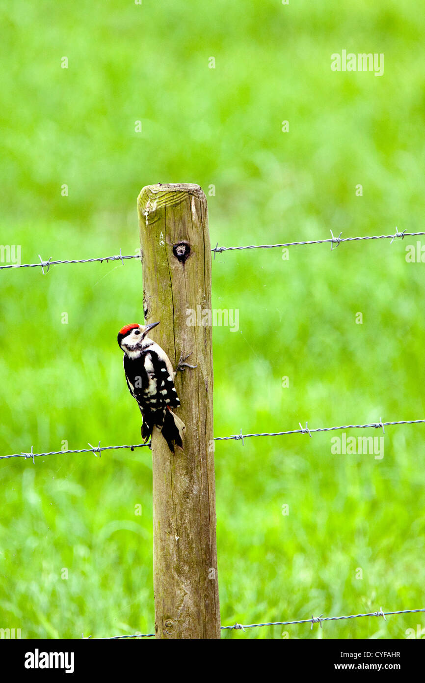 Der Niederlanden,'s-Graveland, Middle Spotted Woodpecker (Dendrocopos Medius) im Bereich Landgut namens Spanderswoud. Stockfoto