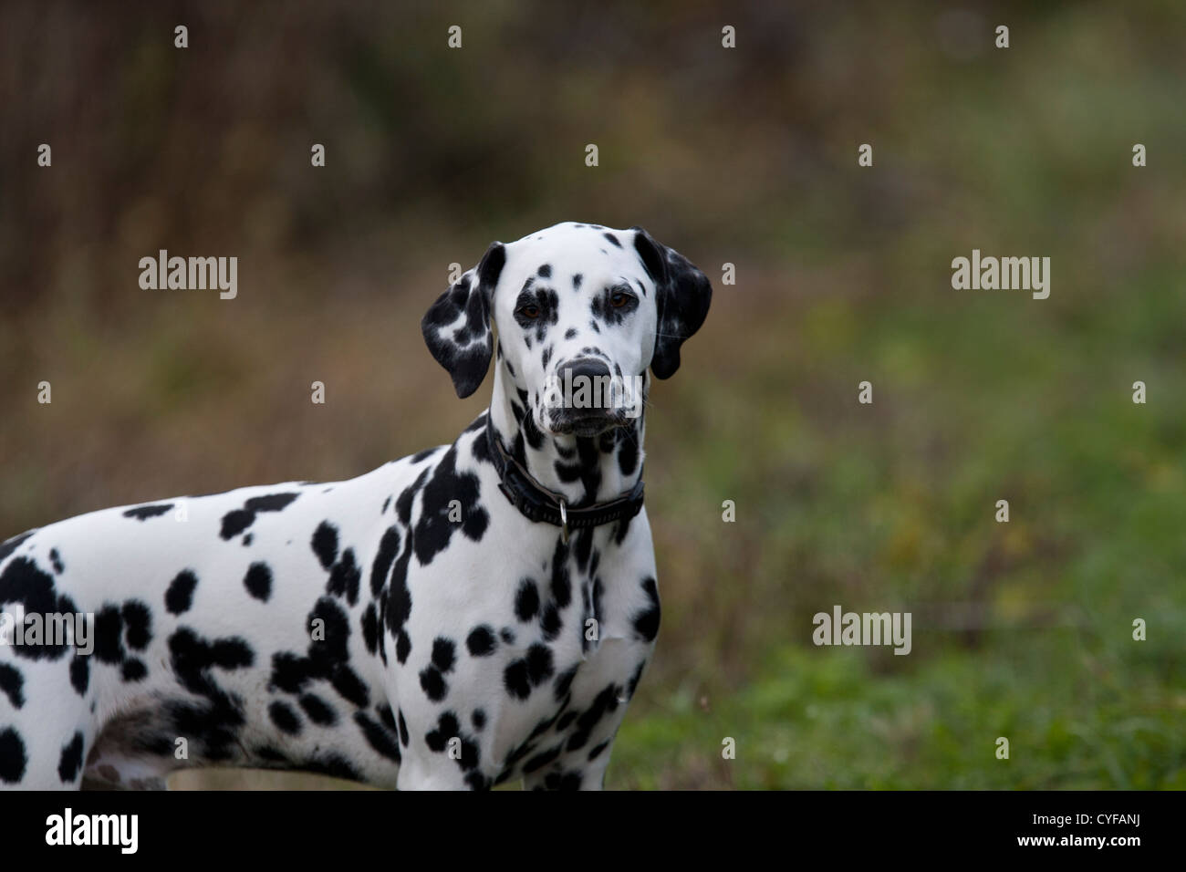 Dalmatiner männlich Stockfoto