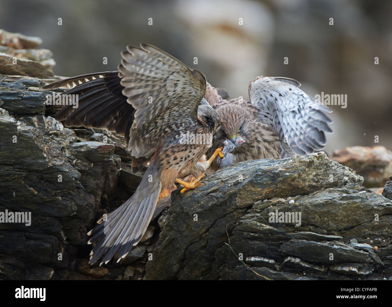 Erwachsener Turmfalke Fütterung jung Stockfoto