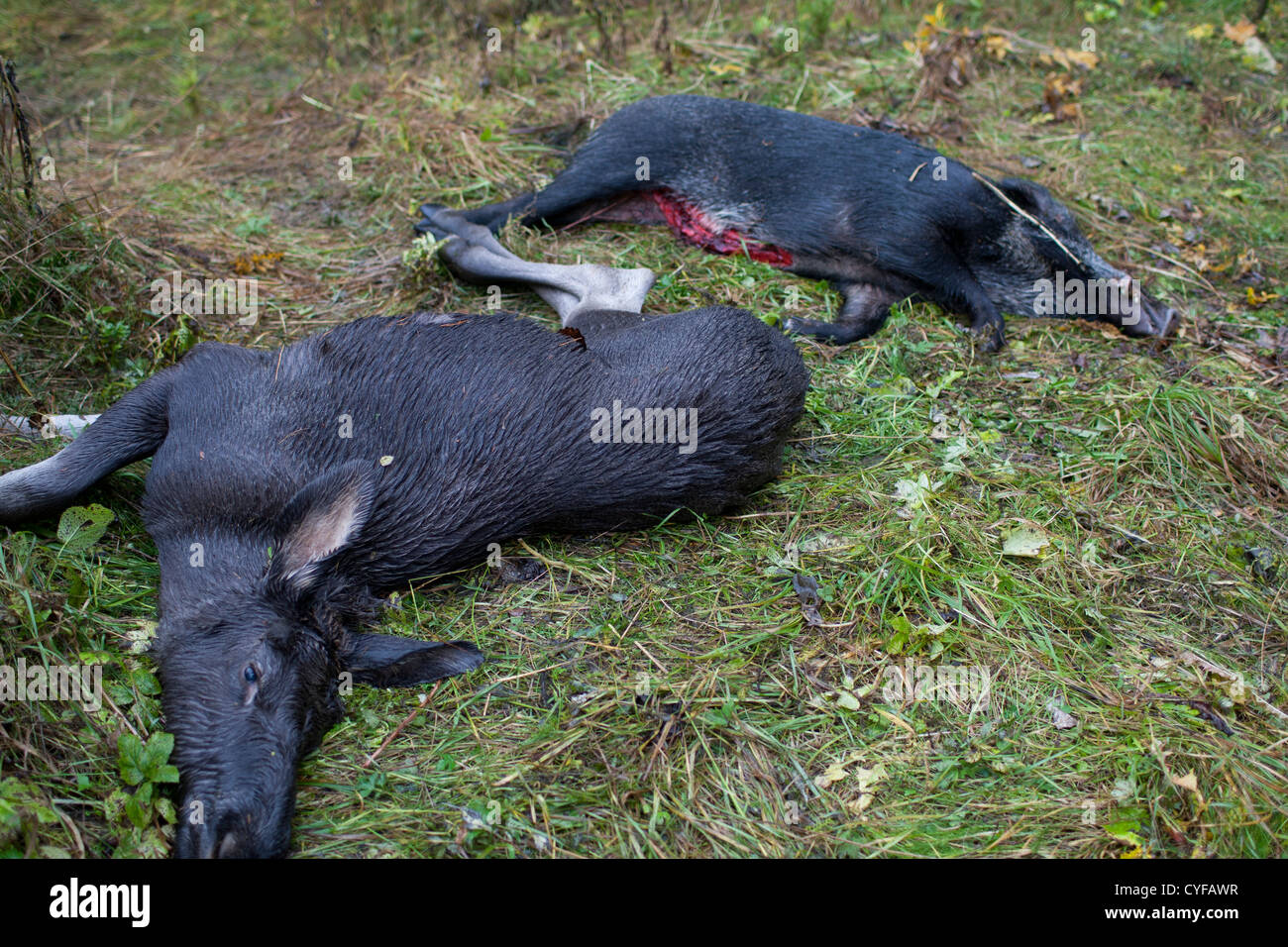 Wildschwein und Elche unterwegs getroffen Stockfoto