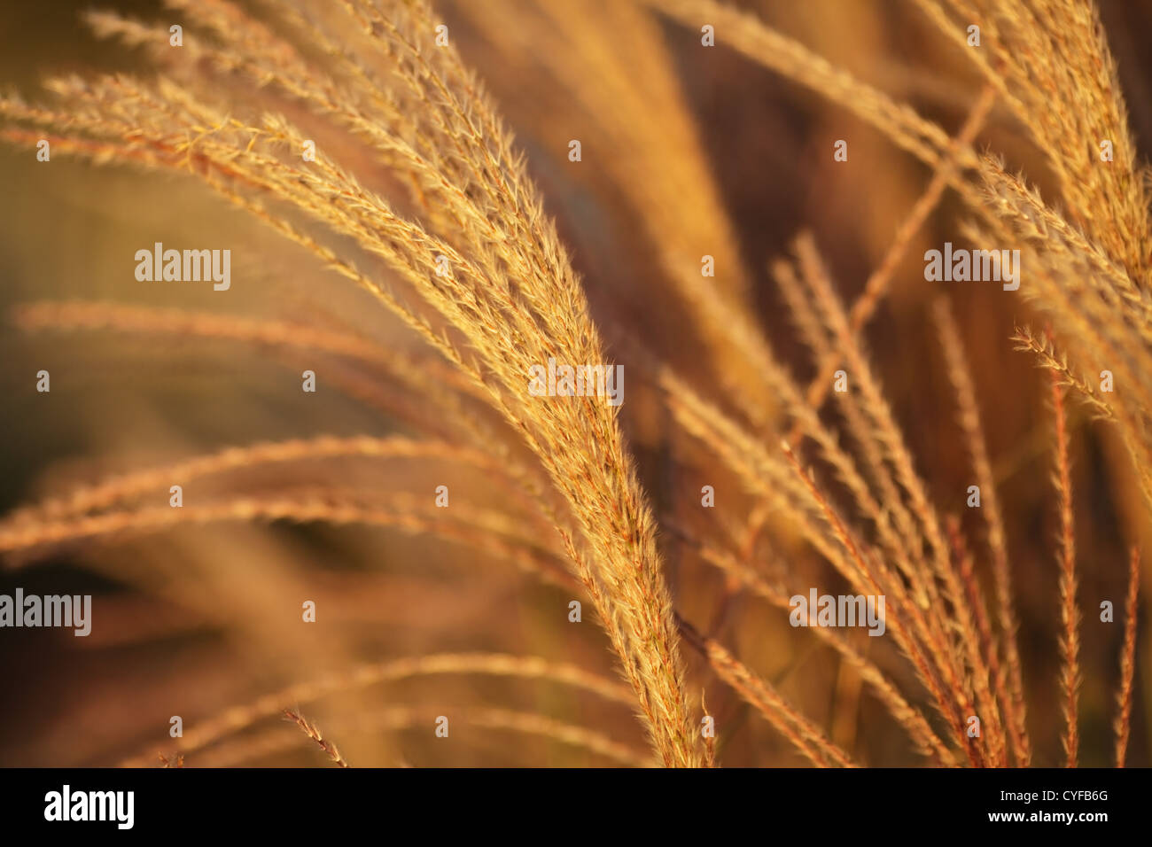 Miscanthus sinensis rispen Fotos und Bildmaterial in hoher Auflösung