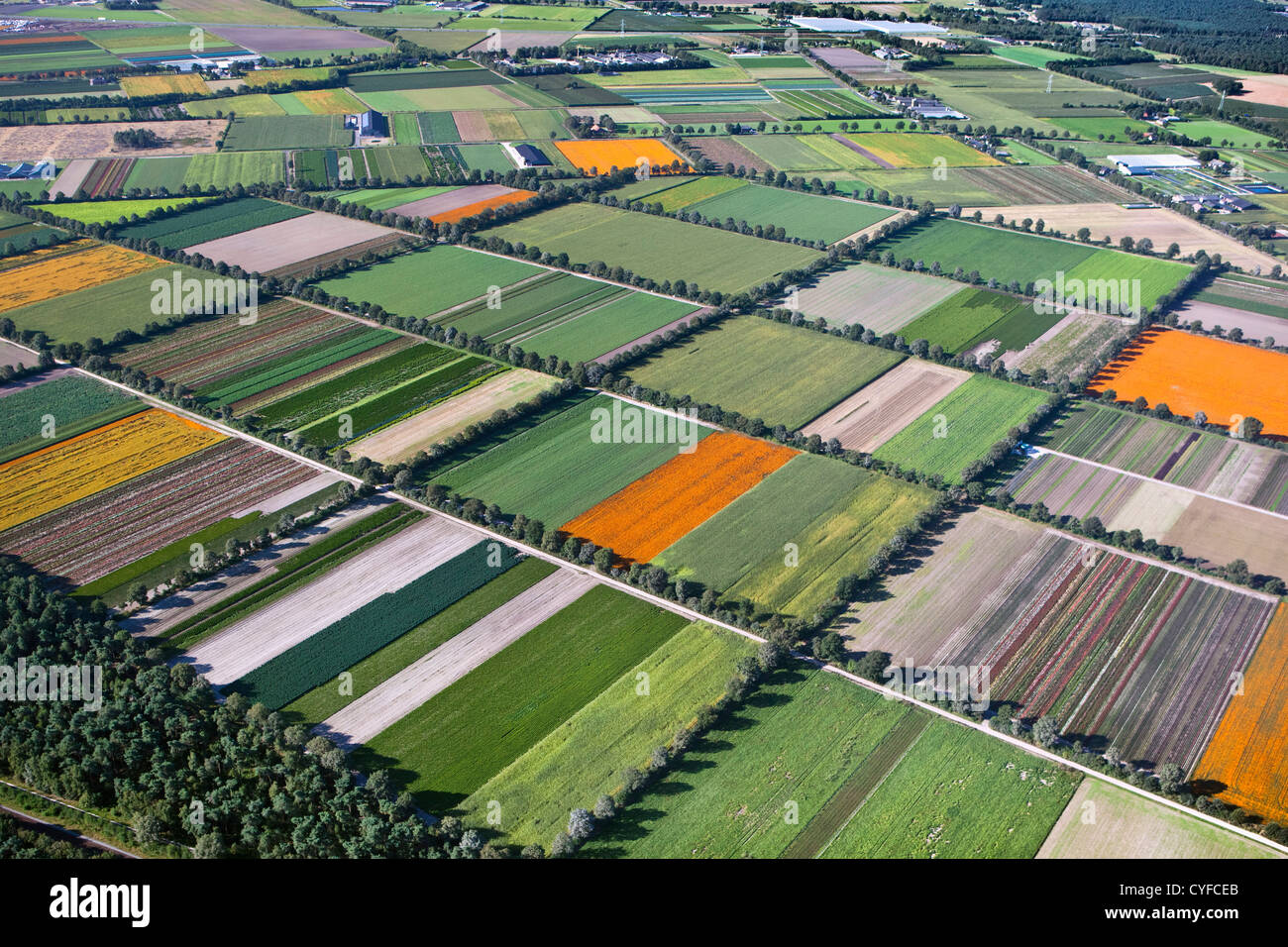 Den Niederlanden, Grubbenvorst. Gartenbau. Die orangefarbenen Felder blühen afrikanische Ringelblume (Tagetes). Luft. Stockfoto