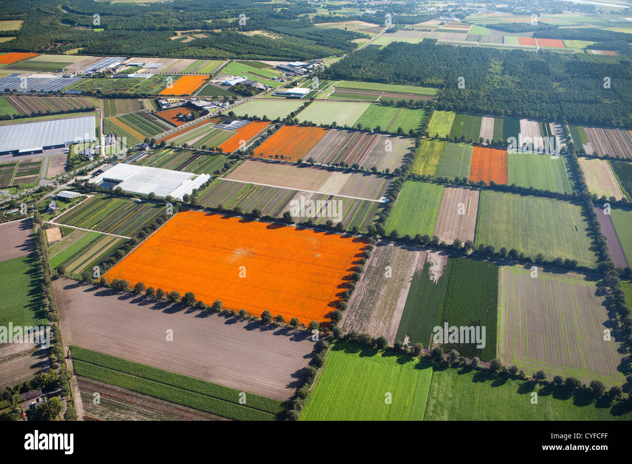 Den Niederlanden, Grubbenvorst. Gartenbau. Die orangefarbenen Felder blühen afrikanische Ringelblume (Tagetes). Luft. Stockfoto