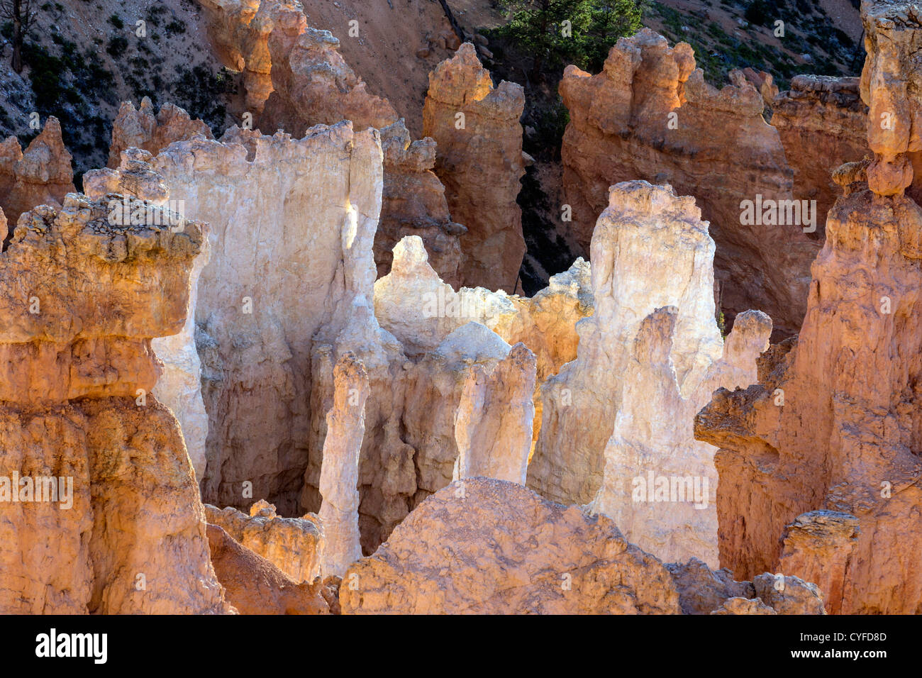 Bryce Canyon National Park, Utah Stockfoto