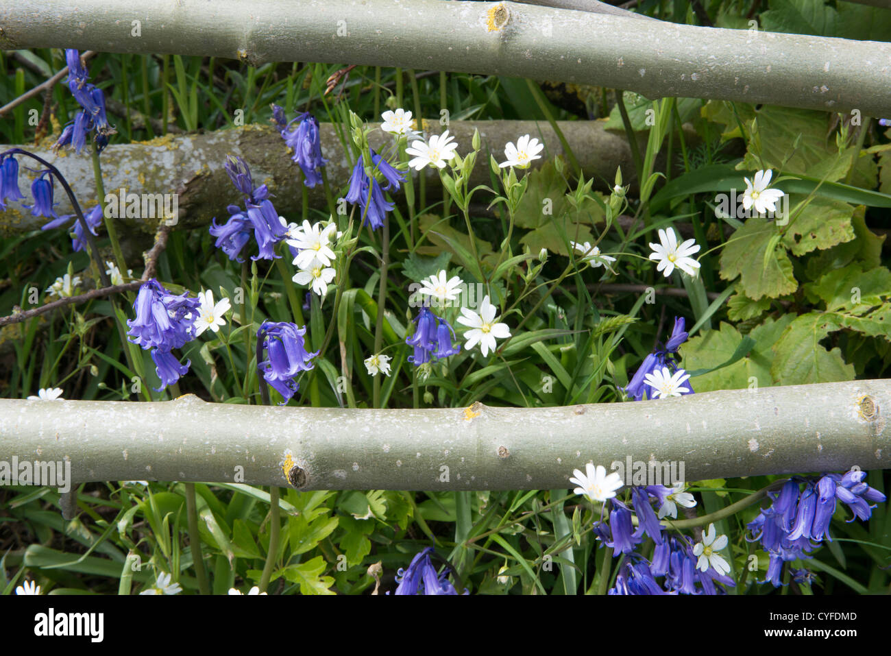 Geringerer Stitchwort (Stellaria Graminea) und Glockenblumen (Hyacinthoides non-Scriptus) Stockfoto