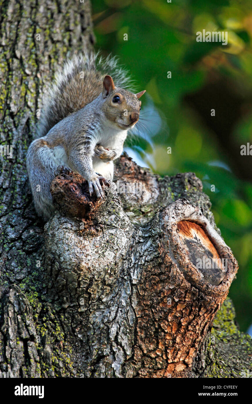 Graue Eichhörnchen sitzend in einem Baum Stockfoto