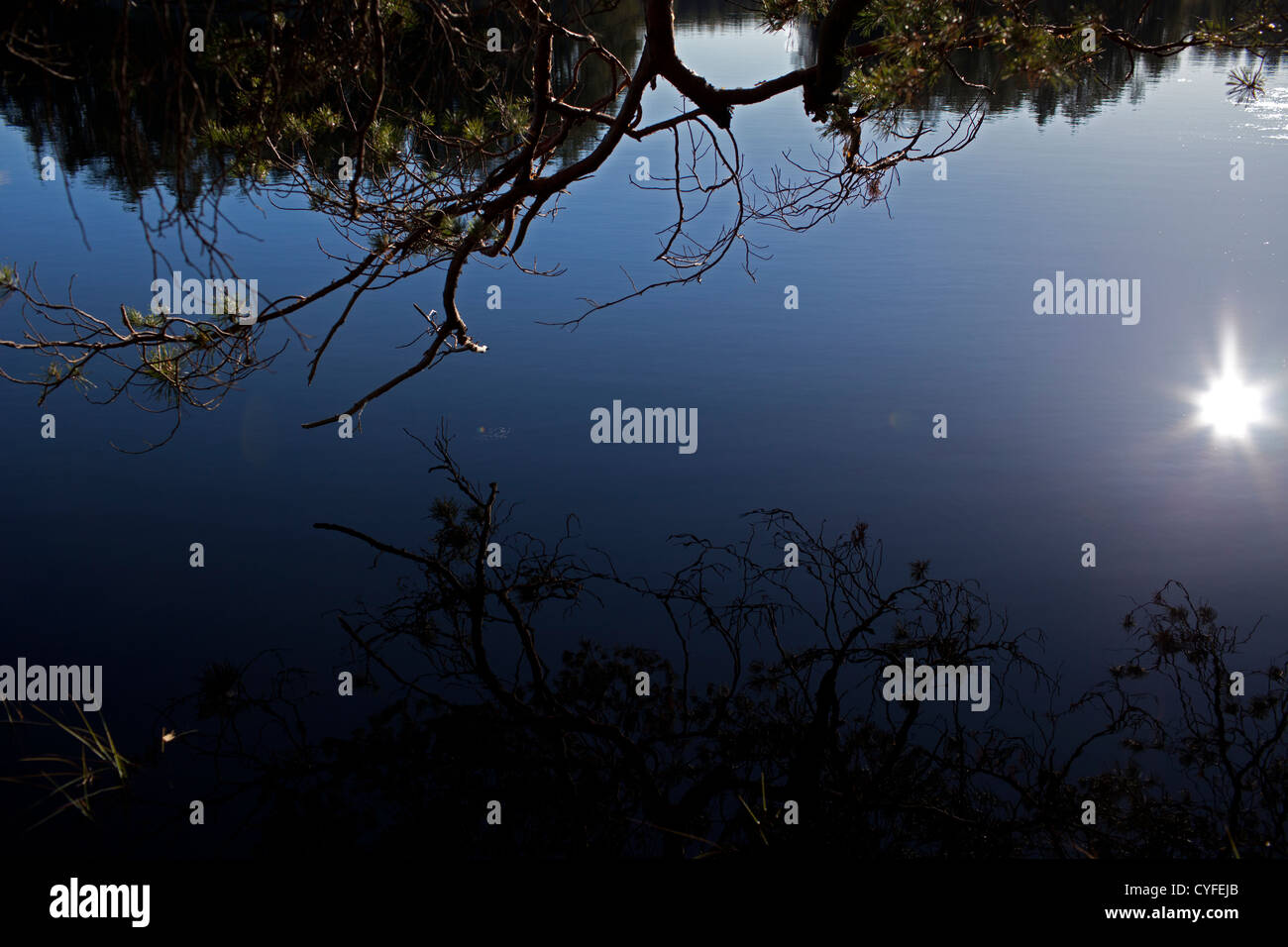 Filiale befindet sich im Wasser spiegelt in einem Herbsttag Stockfoto