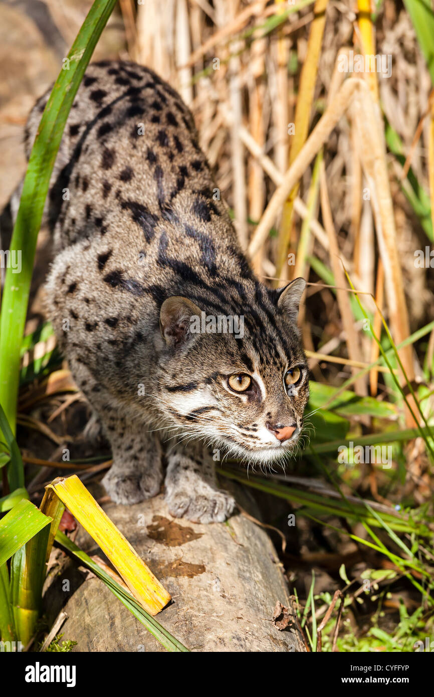 Durch langes Grass Prionaliurus Viverrinus Stalking Cat Angeln Stockfoto