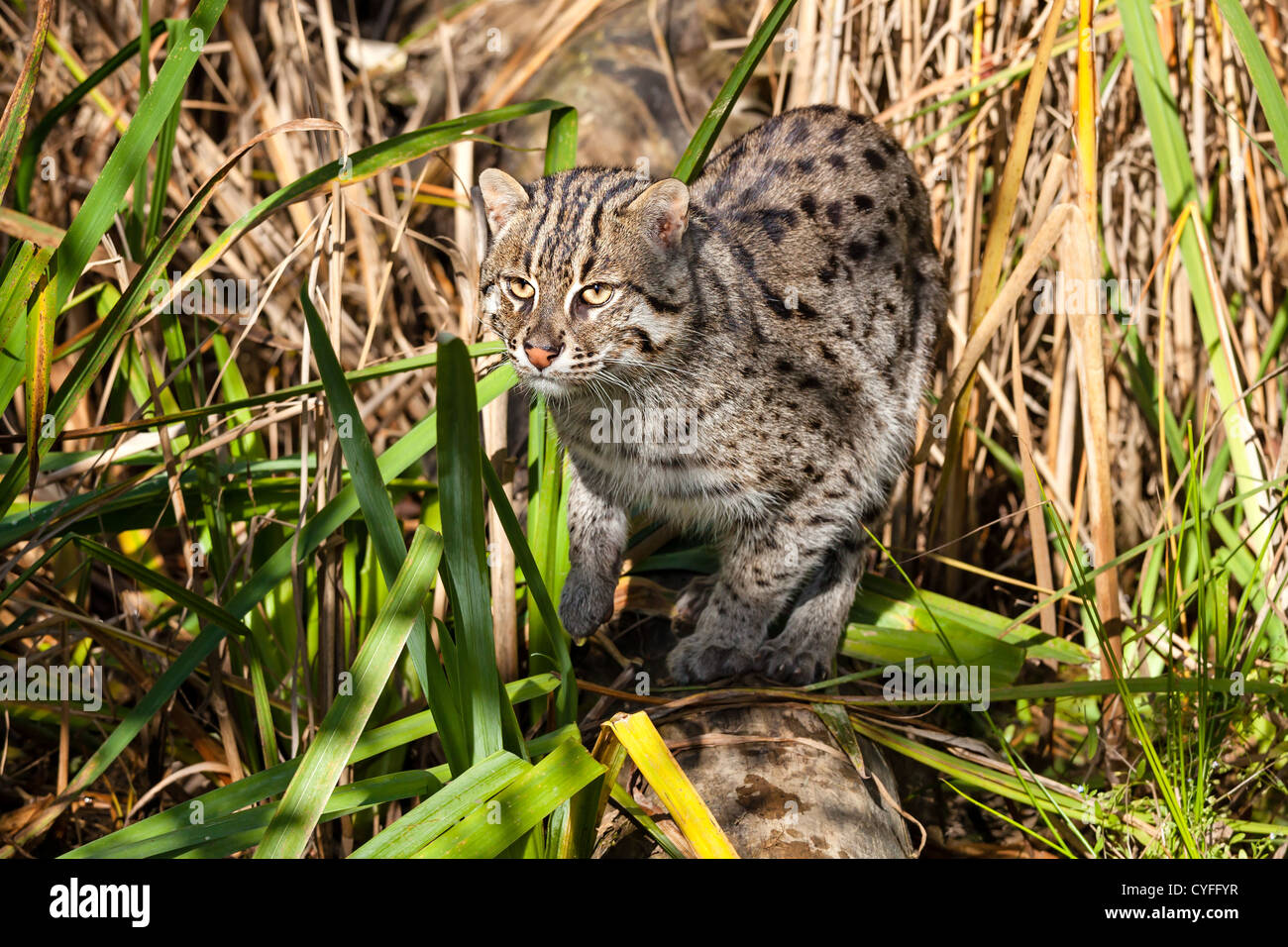 Angeln Jagd in langen Grass Prionailurus Viverrinus Katze Stockfoto