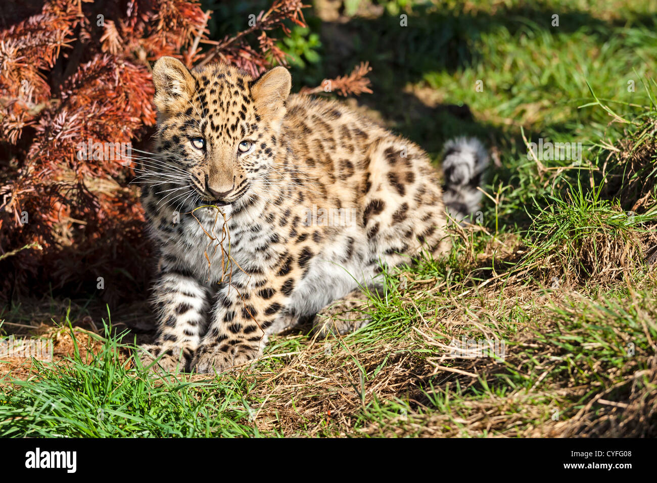 Niedliche Baby Amur Leopard Cub Kauen Grass Panthera Pardus Orientalis niedliche-baby-amur-leopard-cub-kauen-grass-panthera-pardus-orientalis