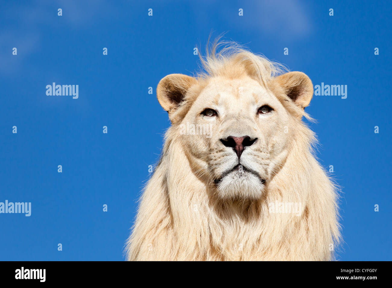 Kopfporträt majestätischen weißen Löwen gegen blauen Himmel mit Textfreiraum Stockfoto