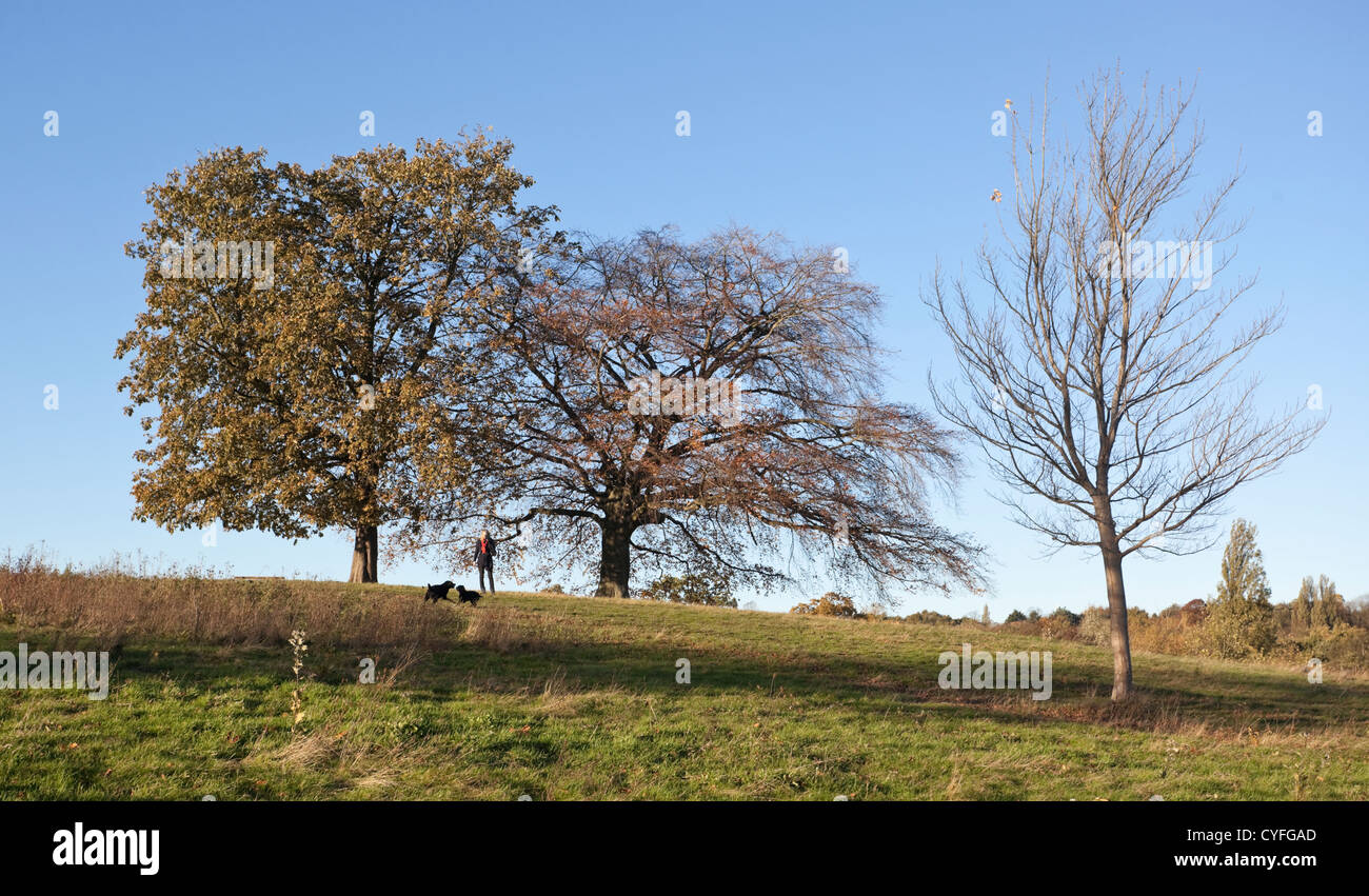 Hampstead Heath, London, England, UK Stockfoto