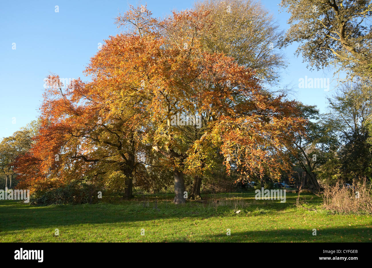 Bäume im Herbst, Hampstead Heath, London, England, UK Stockfoto