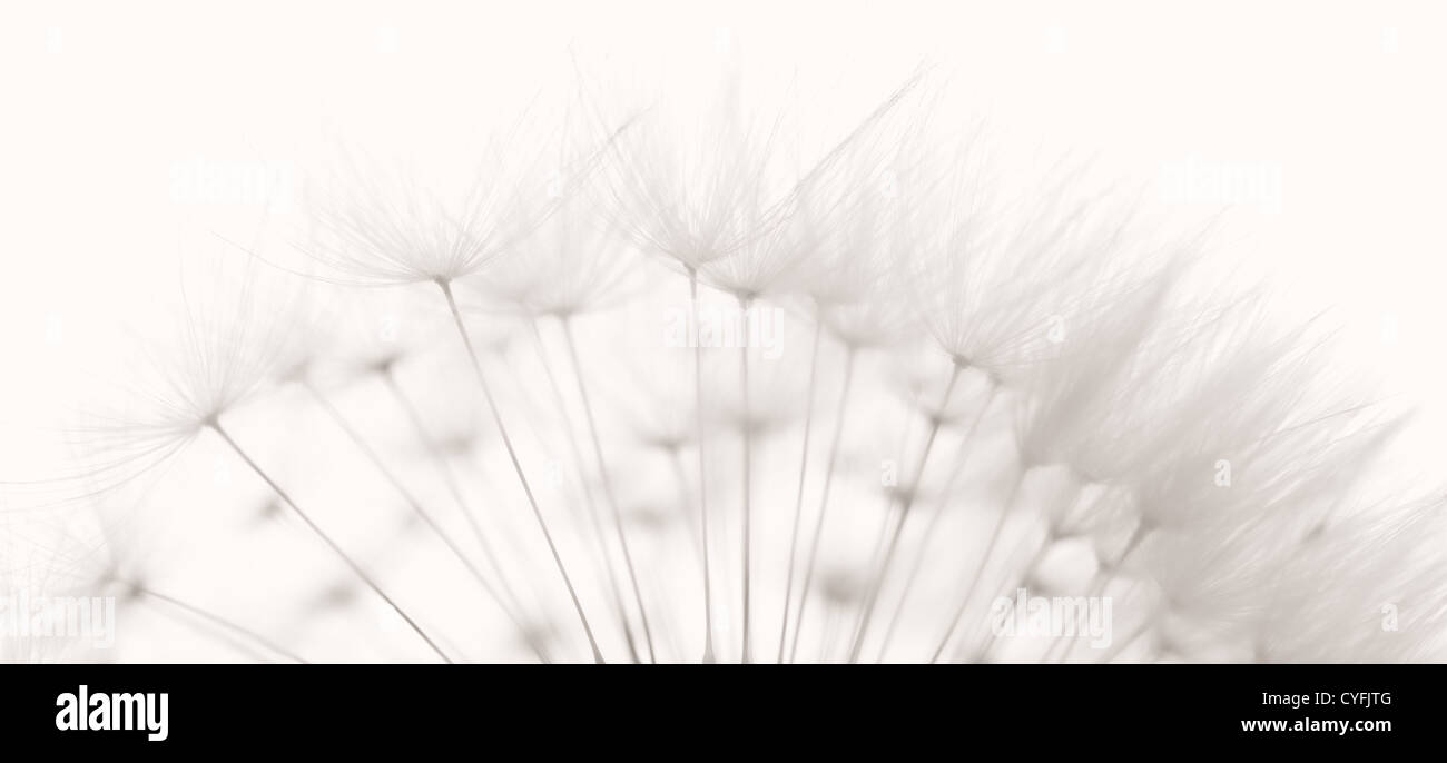 Löwenzahn und Samen, schwarz / weiß Foto gefärbt. Stockfoto