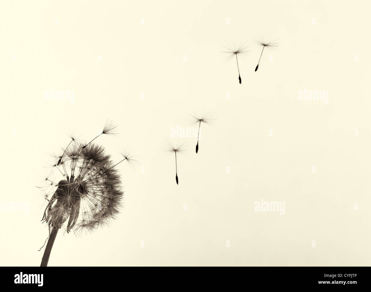Löwenzahn und Samen, schwarz / weiß Foto gefärbt. Stockfoto