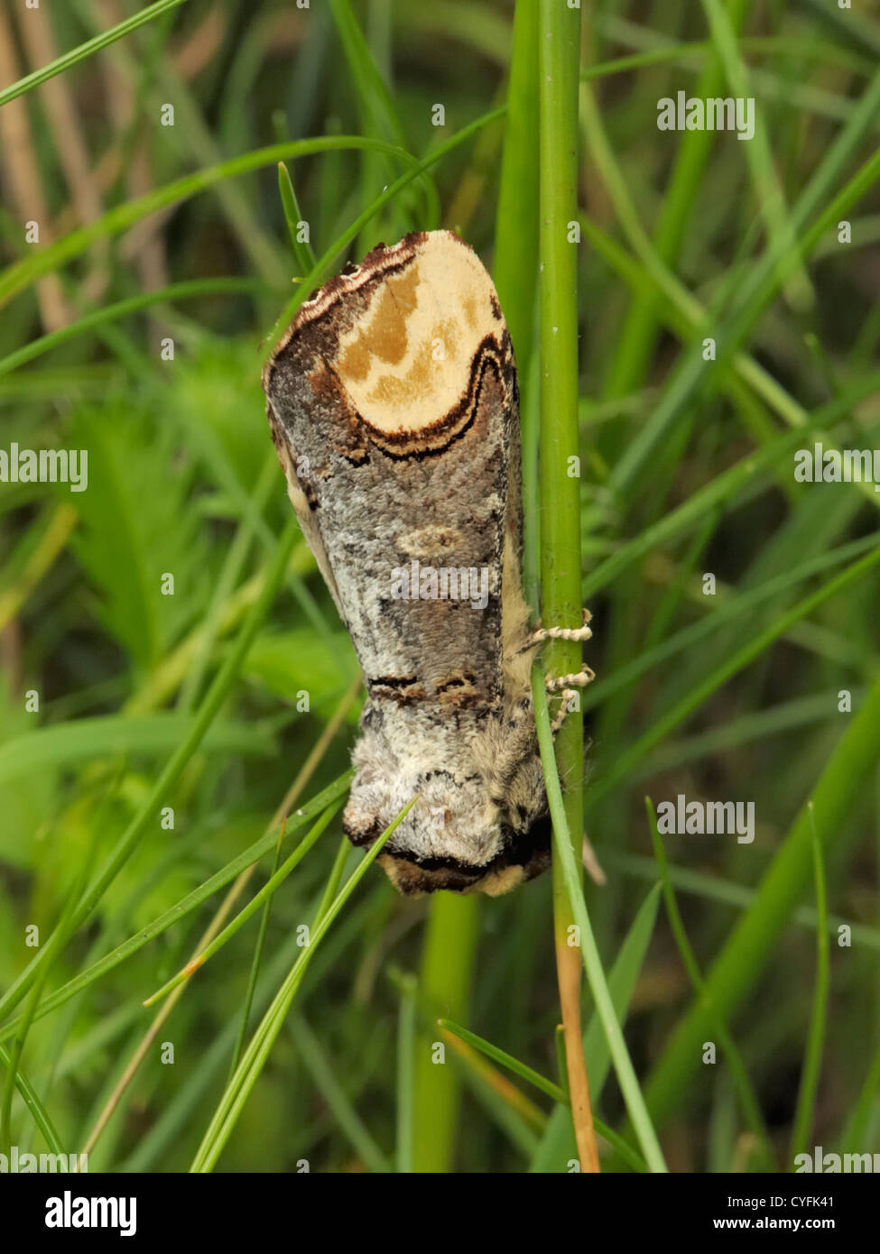 Buff-Tip Motte, Phalera bucephala Stockfoto