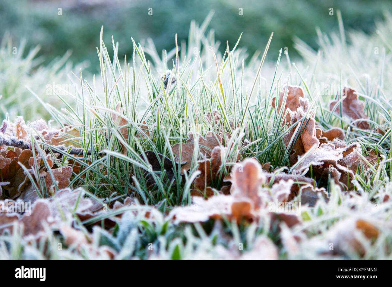 Grass und Eichenlaub mit weichen Reim am Morgen nach einer kalten Nacht mit Frost. Stockfoto