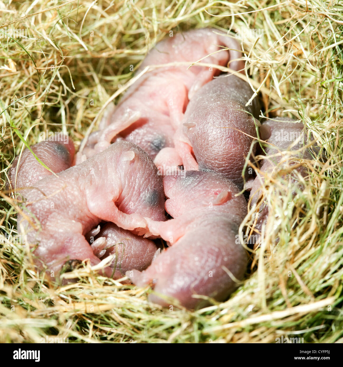 kleine Maus Babys in ihrem nest Stockfoto