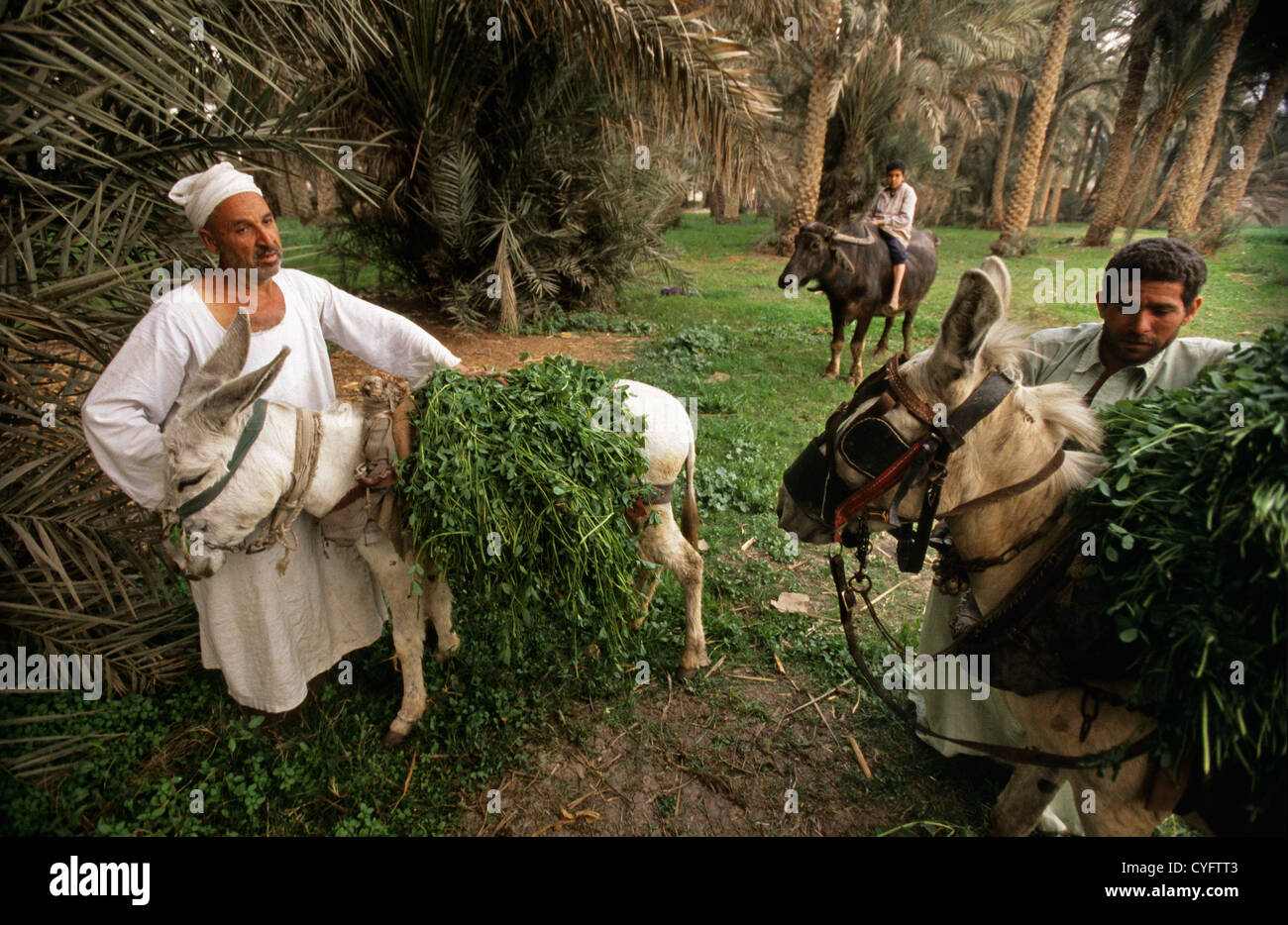 Ägypten, in der Nähe von Kairo, Landschaft, Niltal. Landwirte mit Eseln tragen Futter für das Vieh. Stockfoto