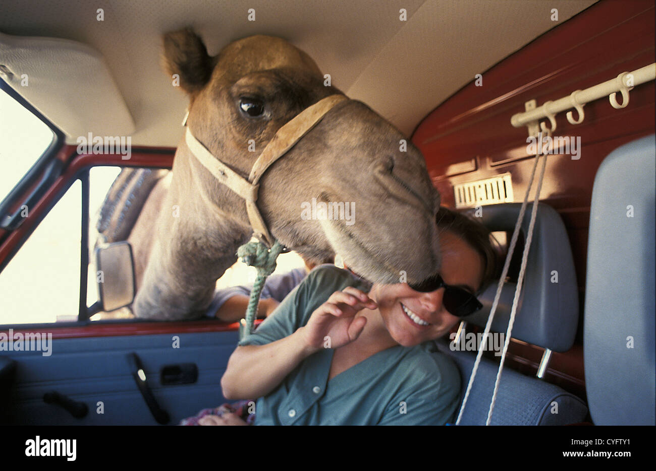 Marokko, Tinghir, Oasis, Kamel grüßt Tourist in Auto, Porträt Stockfoto