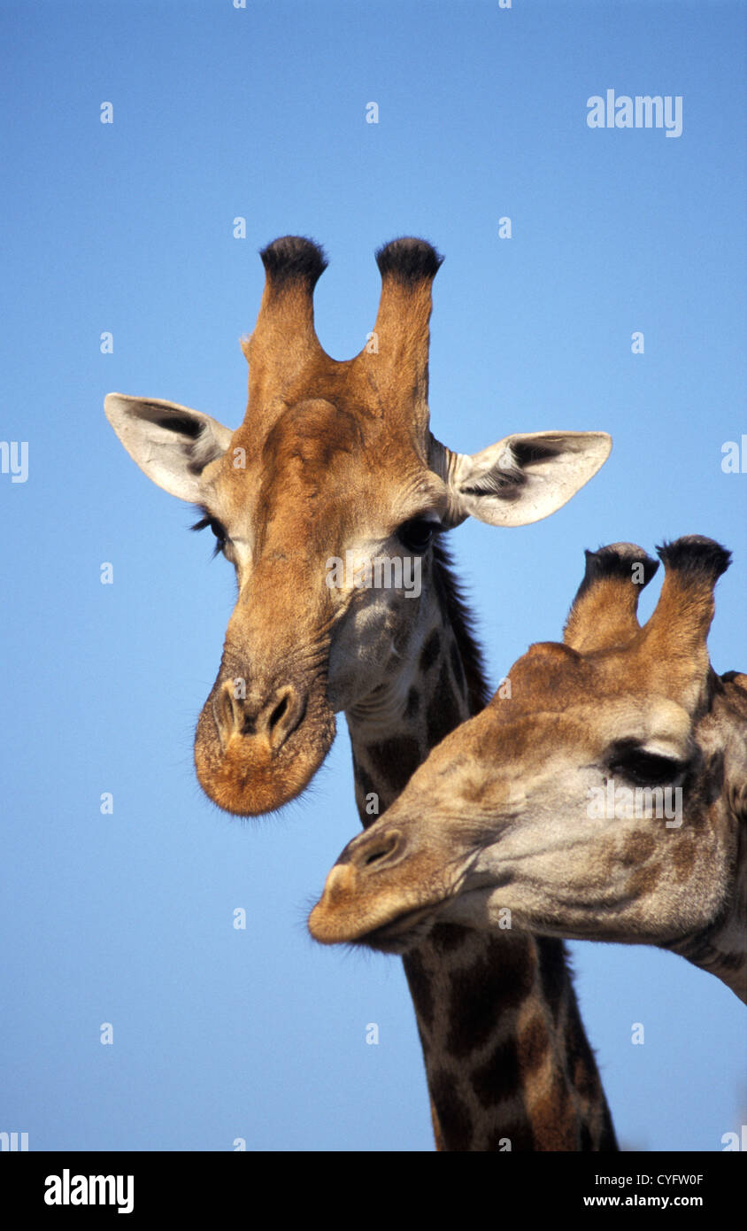 Südafrika, Provinz Mpumalanga, in der Nähe von Pretoria. Kruger National Park, Giraffen Stockfoto