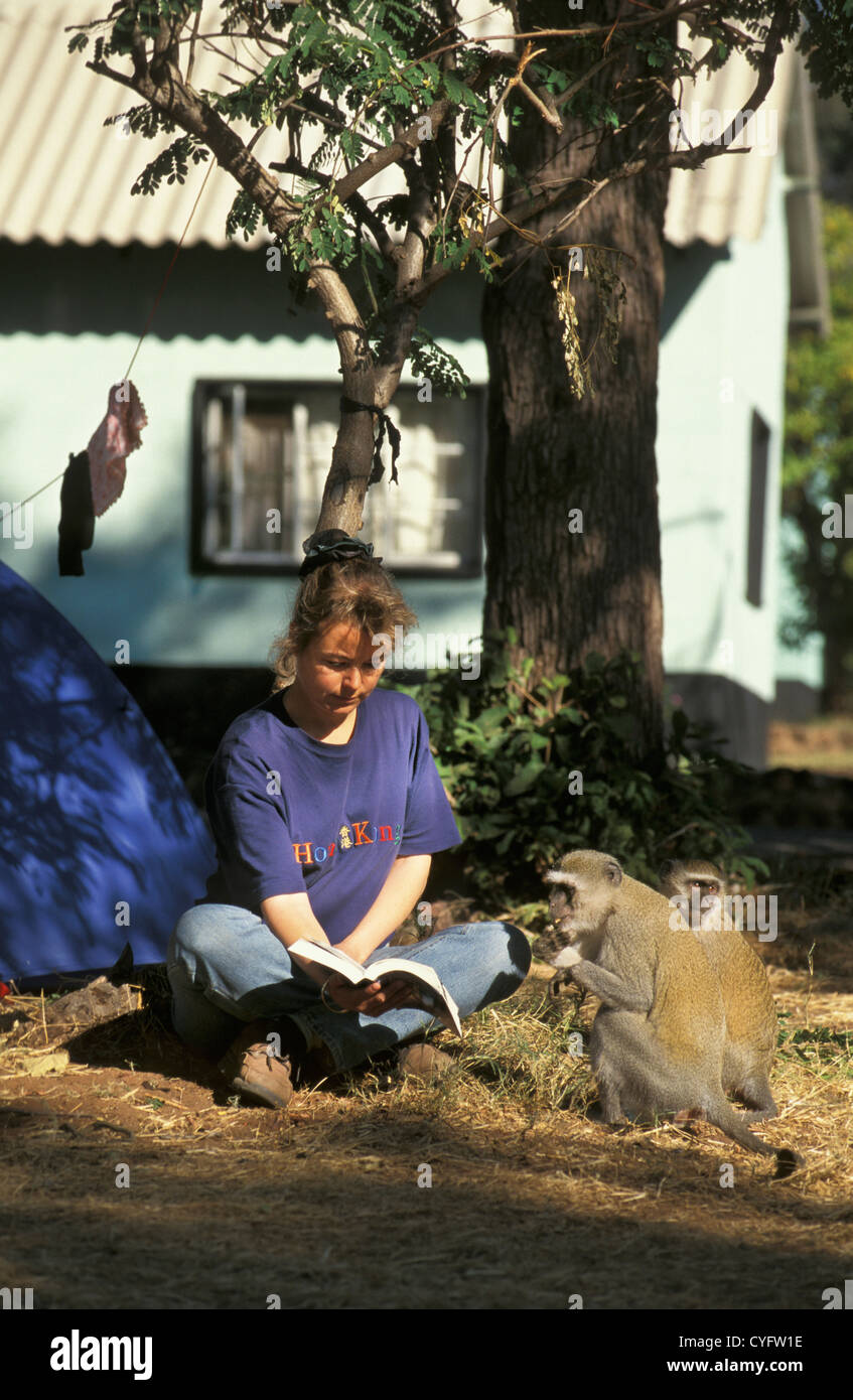 Simbabwe, in der Nähe von Victoria Falls, Tourist, Camping, Frau liest, Vervet Affen (grüne Aethiops). Stockfoto