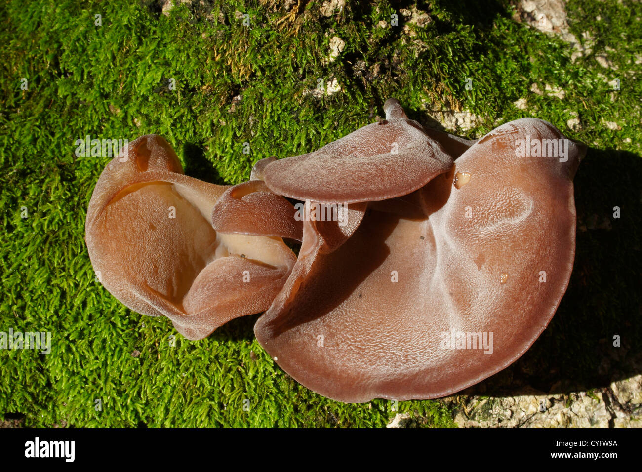 Pilz und Moos auf verfallenden Baum Stockfoto